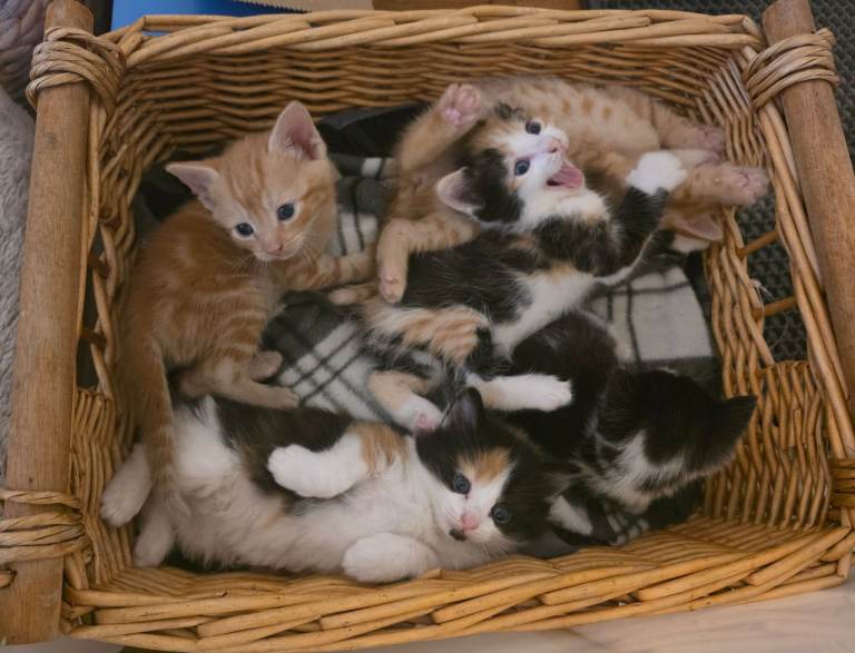 Ginger / Calico female kittens