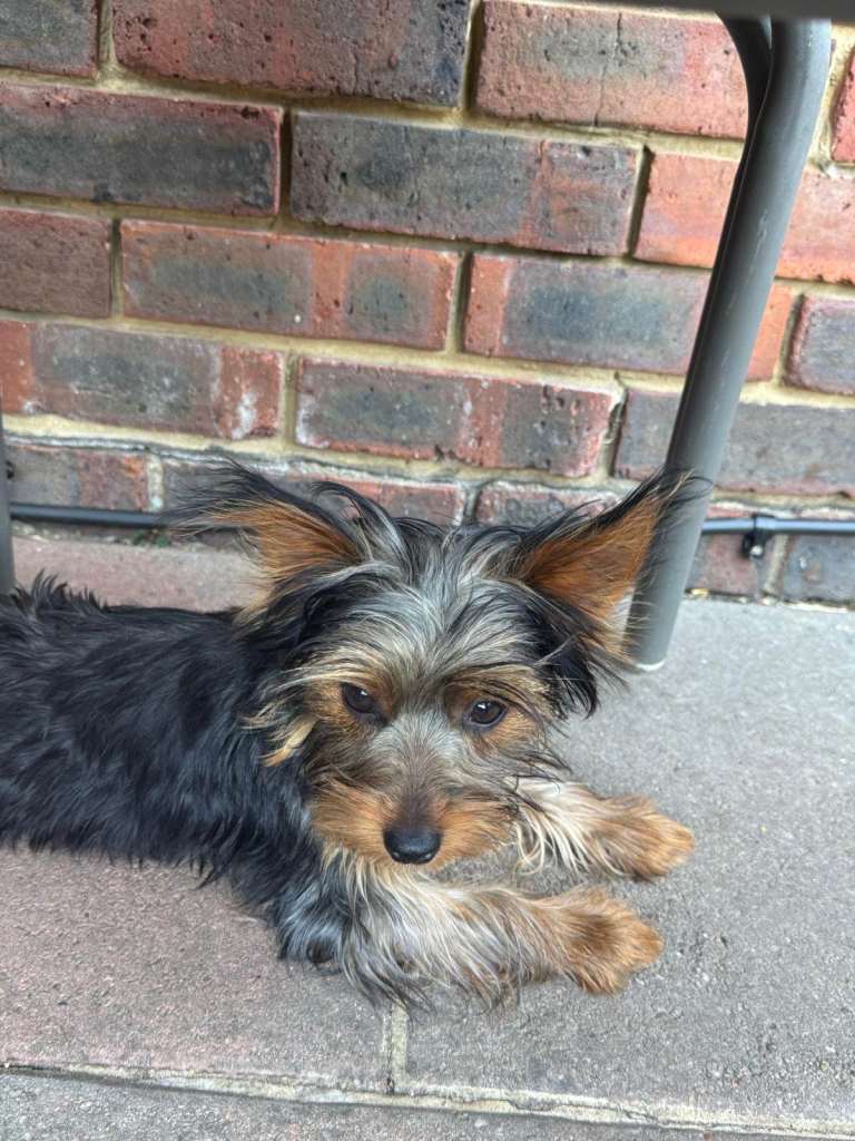 Yorkshire terrier puppies