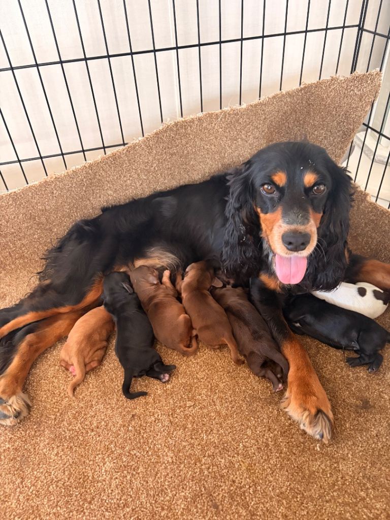 Beautiful litter cocker spaniel puppie 