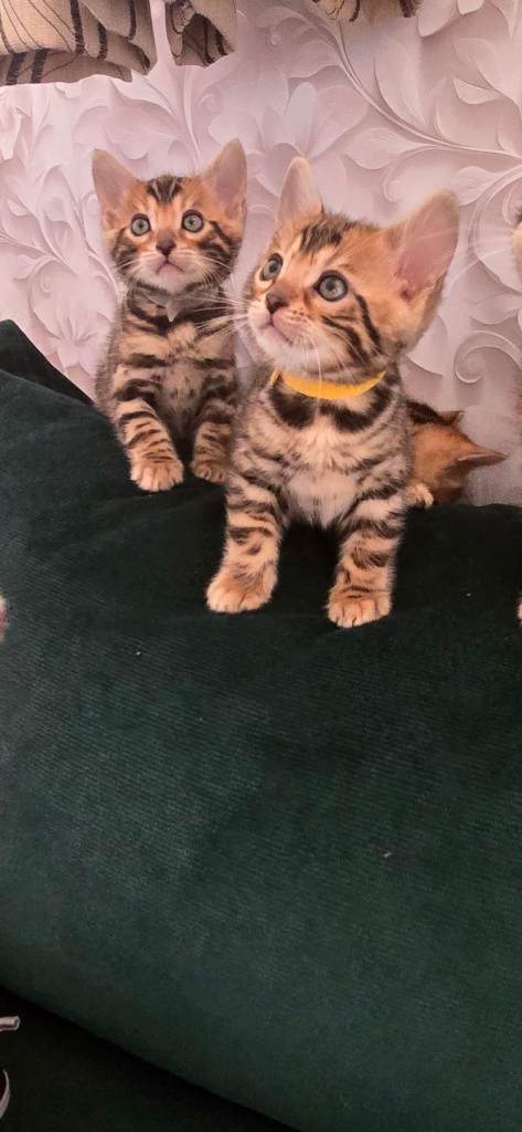 Pure bengal kittens 
