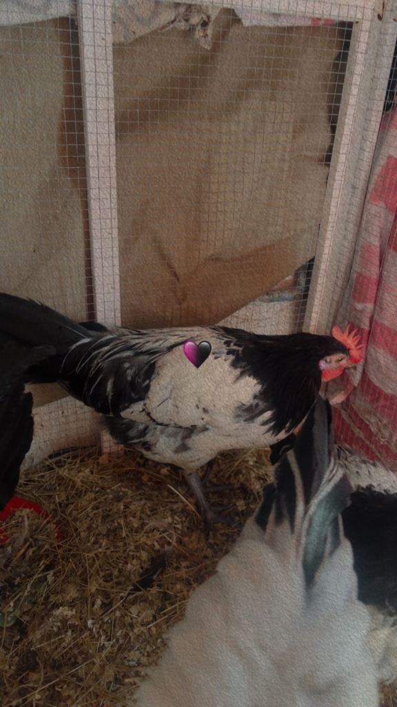 Young rooster for seal 