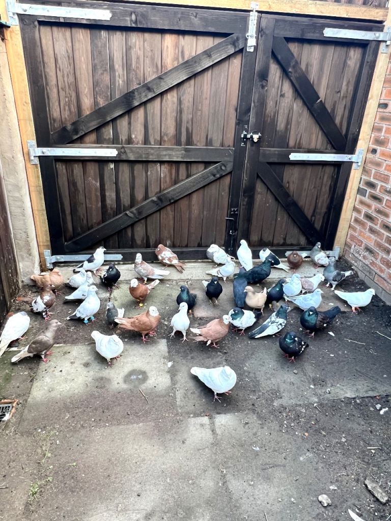 Pigeons mix genders (Iranian &afghan & German)