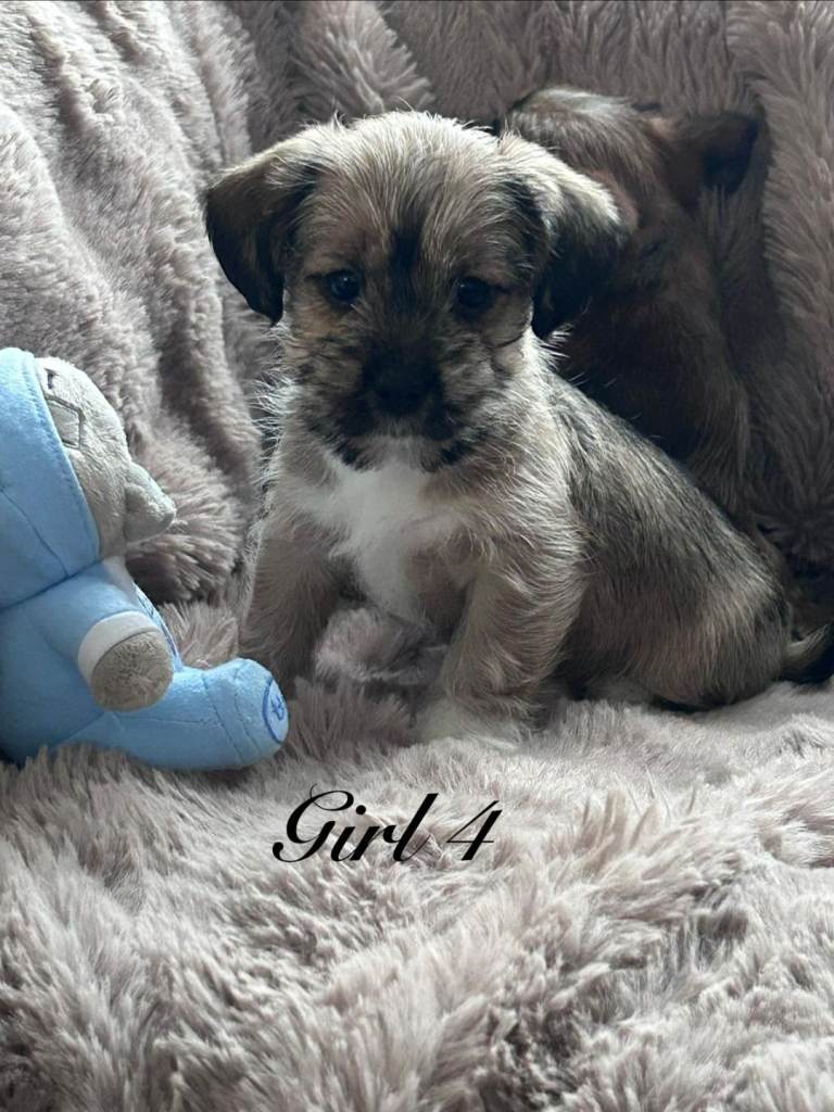 Yorkie x Shih Tzu (shorkie) pups ready now