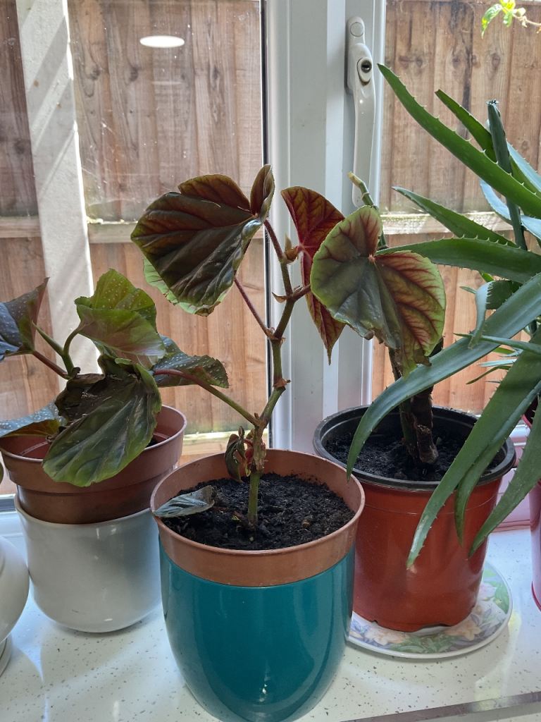 Plant begonia £4