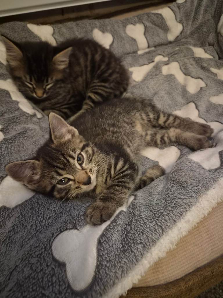 2 GIRLS LEFT Maine coon x kittens 
