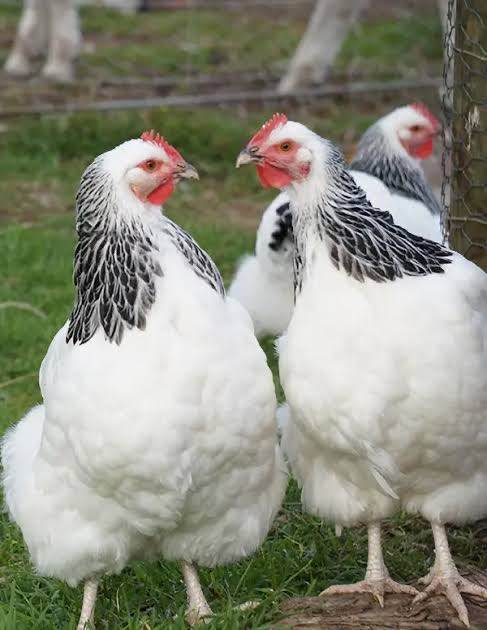 Light Sussex chickens 