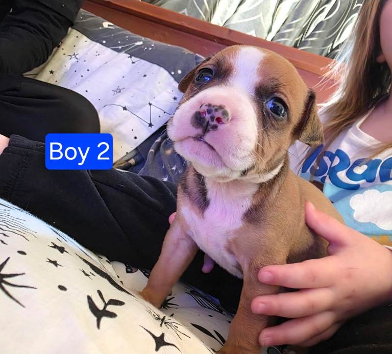 Staffordshire Bull Terrier Puppies - Female and Male
