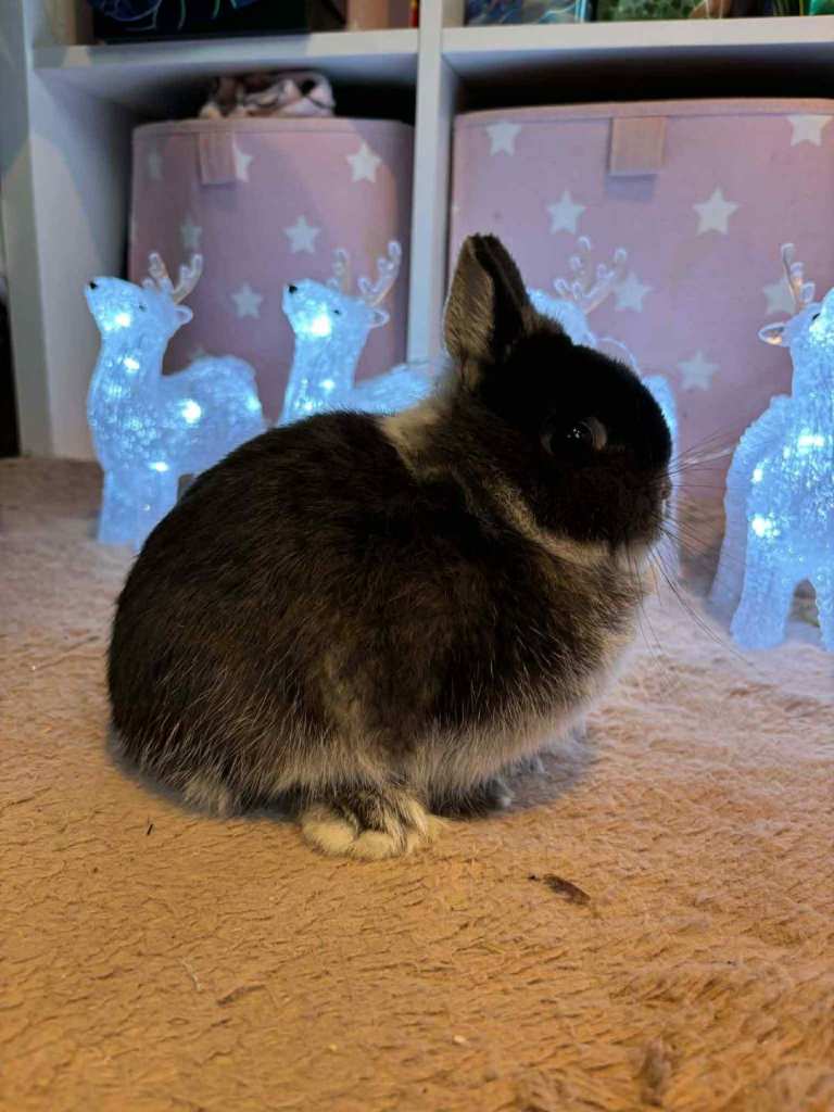 Pure Netherland dwarf male rabbit.