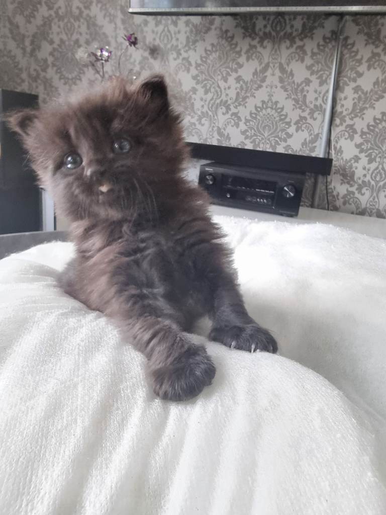 Black Beauty Kitten Mainecoon 