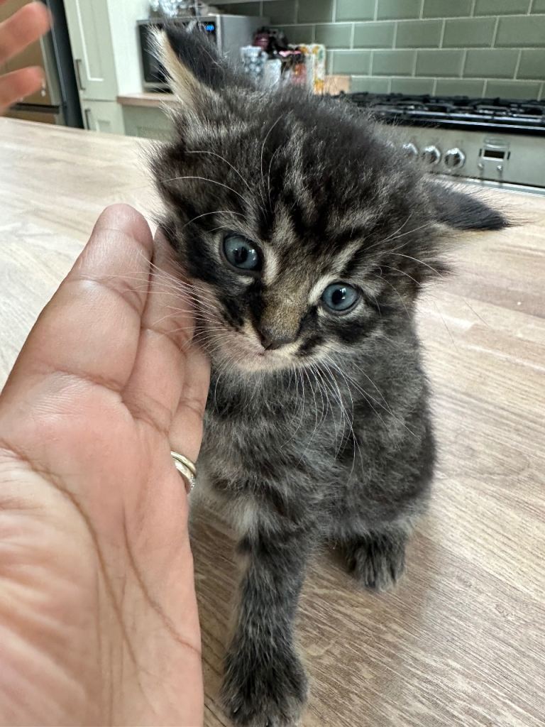 Adorable Tabby Kittens Looking for a Loving Home
