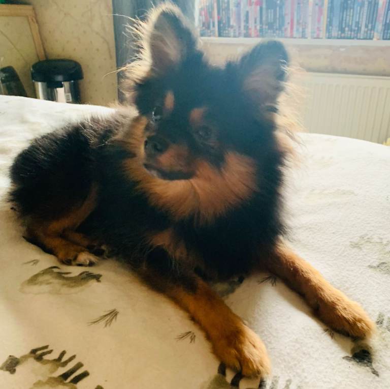 Pomeranian (Teddy Bear) puppy 6 month old 