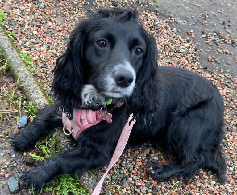 2.5 yr old affectionate cocker spaniel for sale