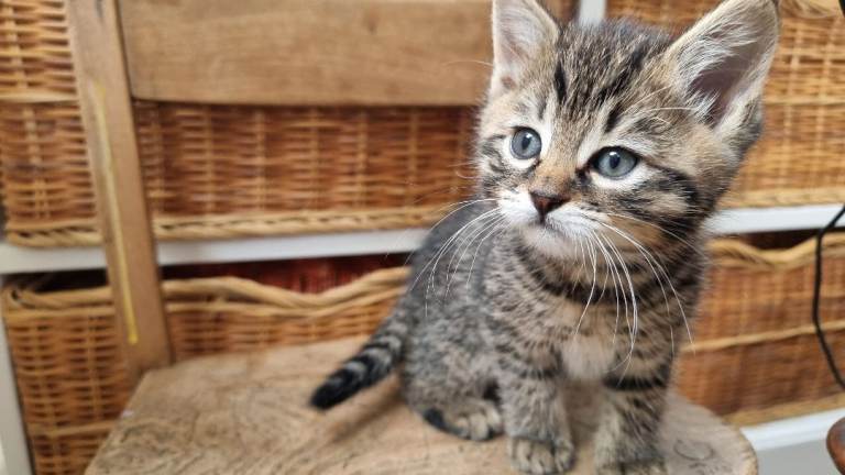 Snuggly kitten used to handling - 'Tabitha' tabby female