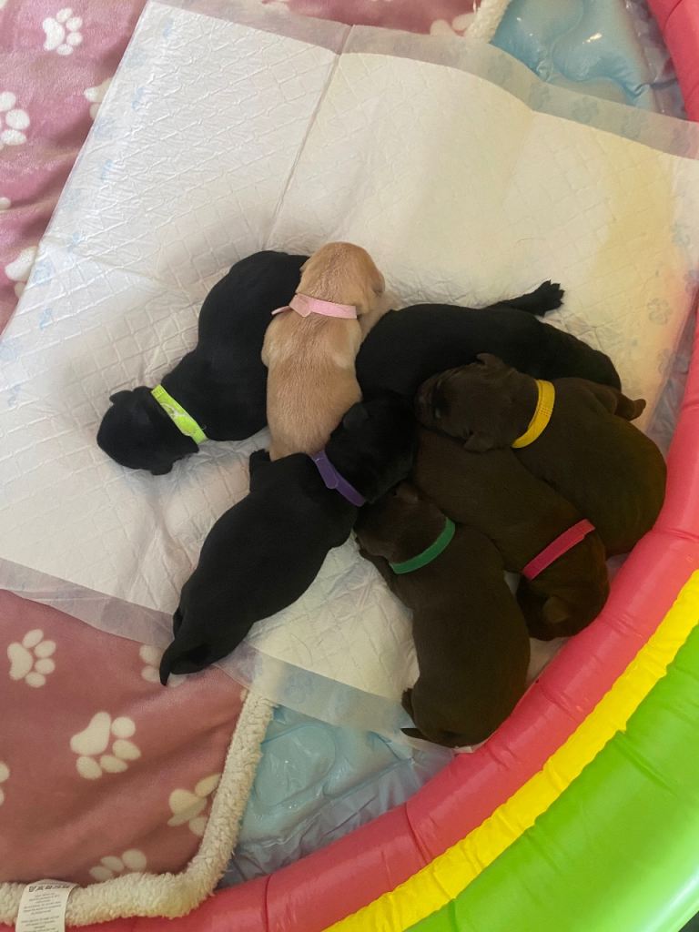 🚨Stunning KC Registered Labrador Puppies - Looking for Their Forever Home