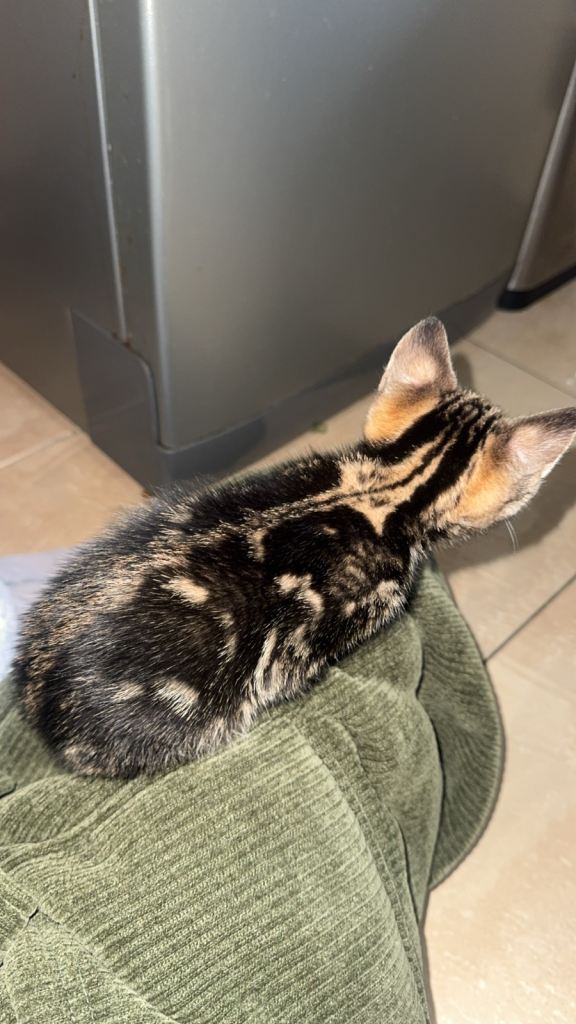Beautiful RARE Marble Bengal female kitten AVAILABLE NOW 