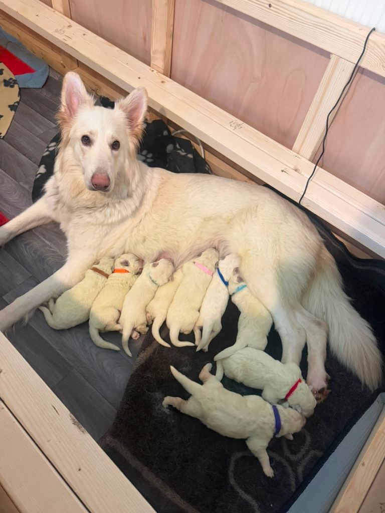 Swiss white shepherds 