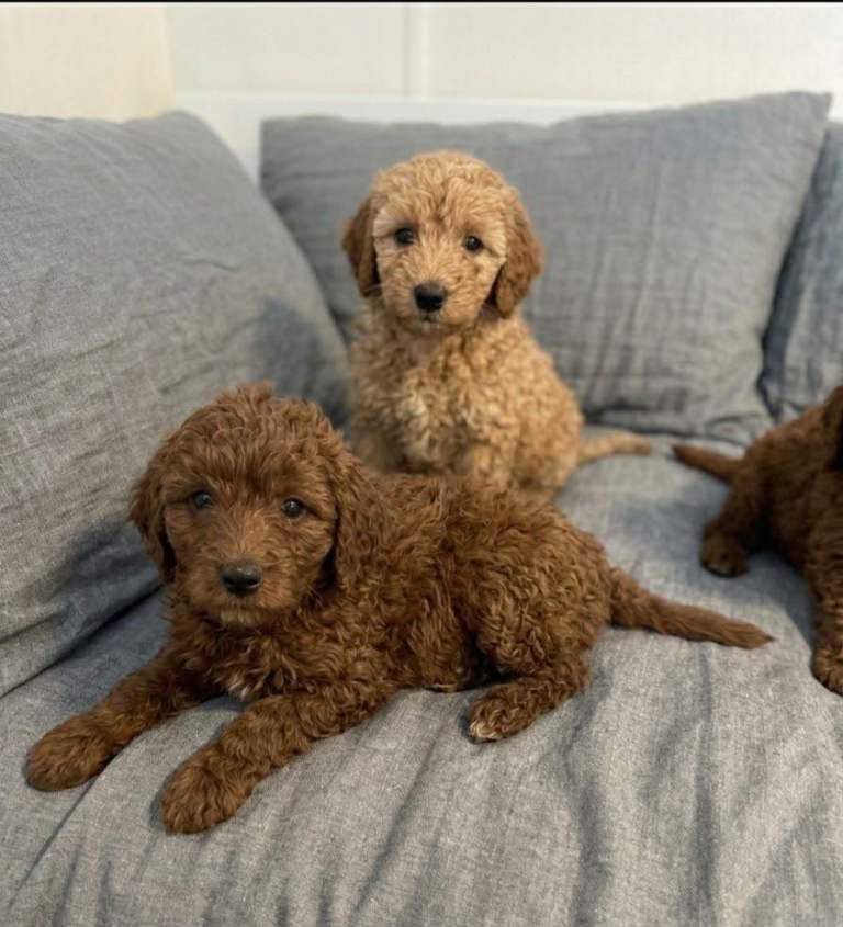 Cavapoo puppies 