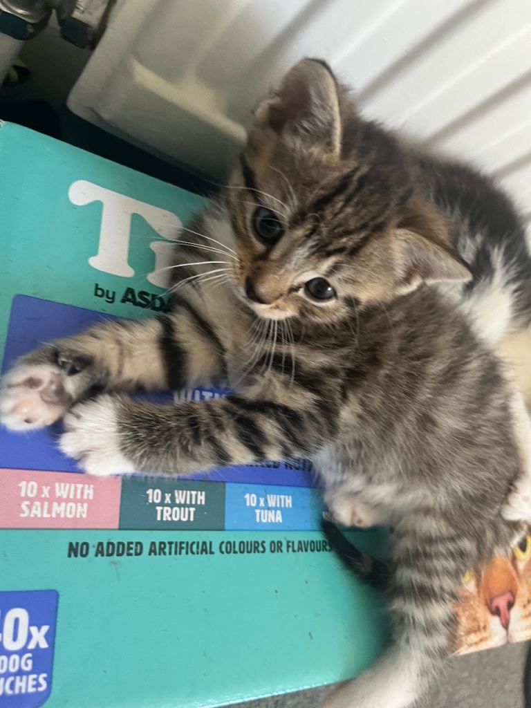 2 lovely kittens looking for a new home 
