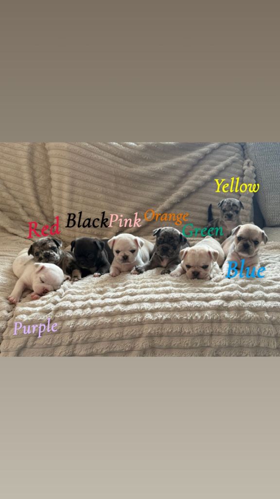 Frug puppy’s 