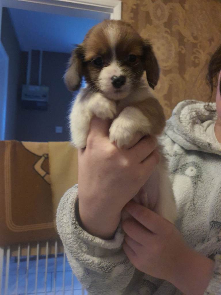 Schweenie