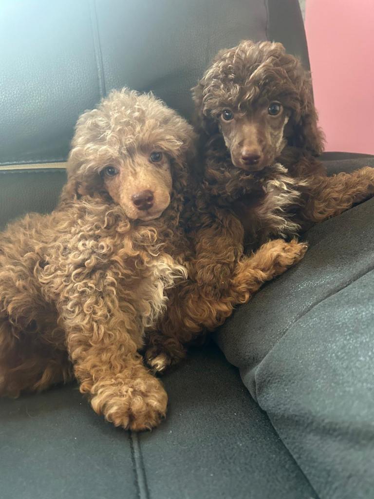 Healthy Pure Poodle Puppies (2 left)