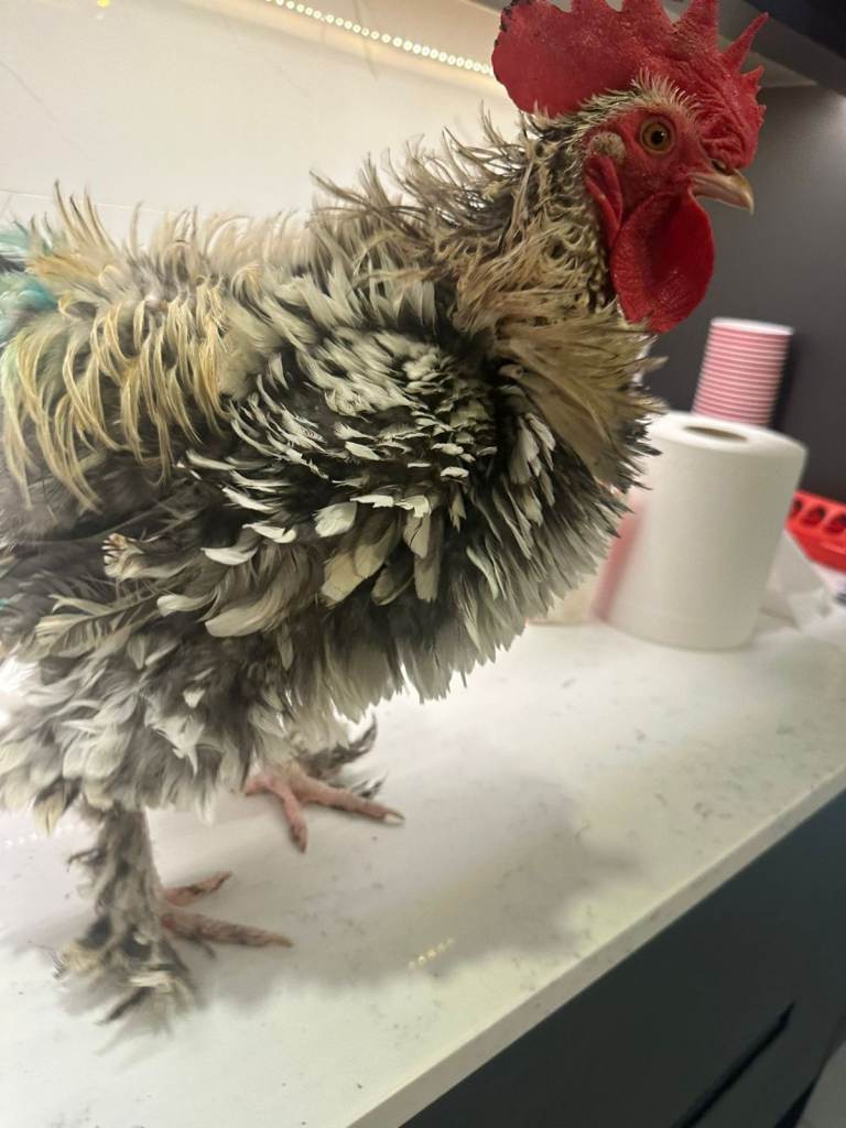 2 pekin bantam and 1 cockerell frizzle bantam ready to go 