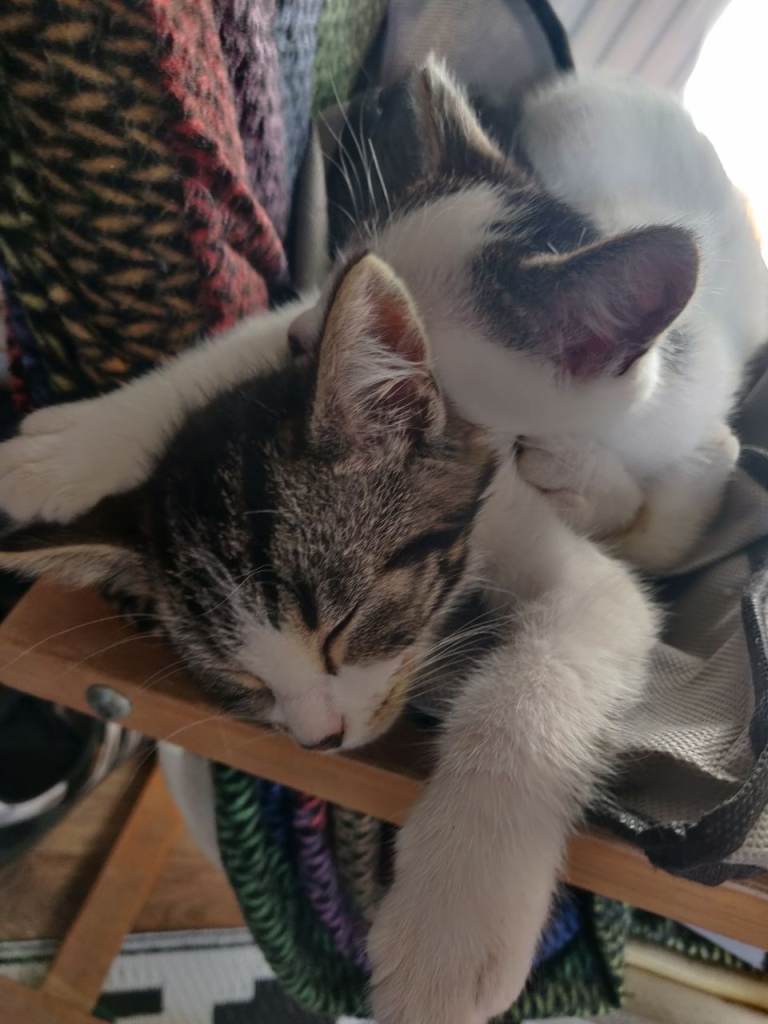 Kittens