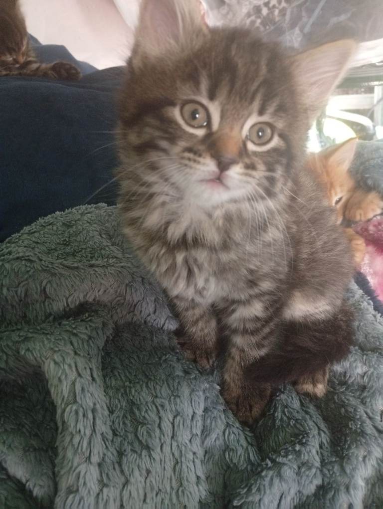 Kitten for sale 
