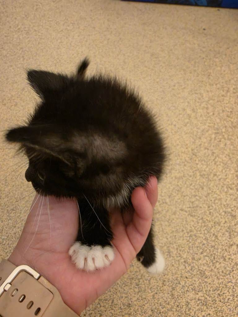 Kittens for sale