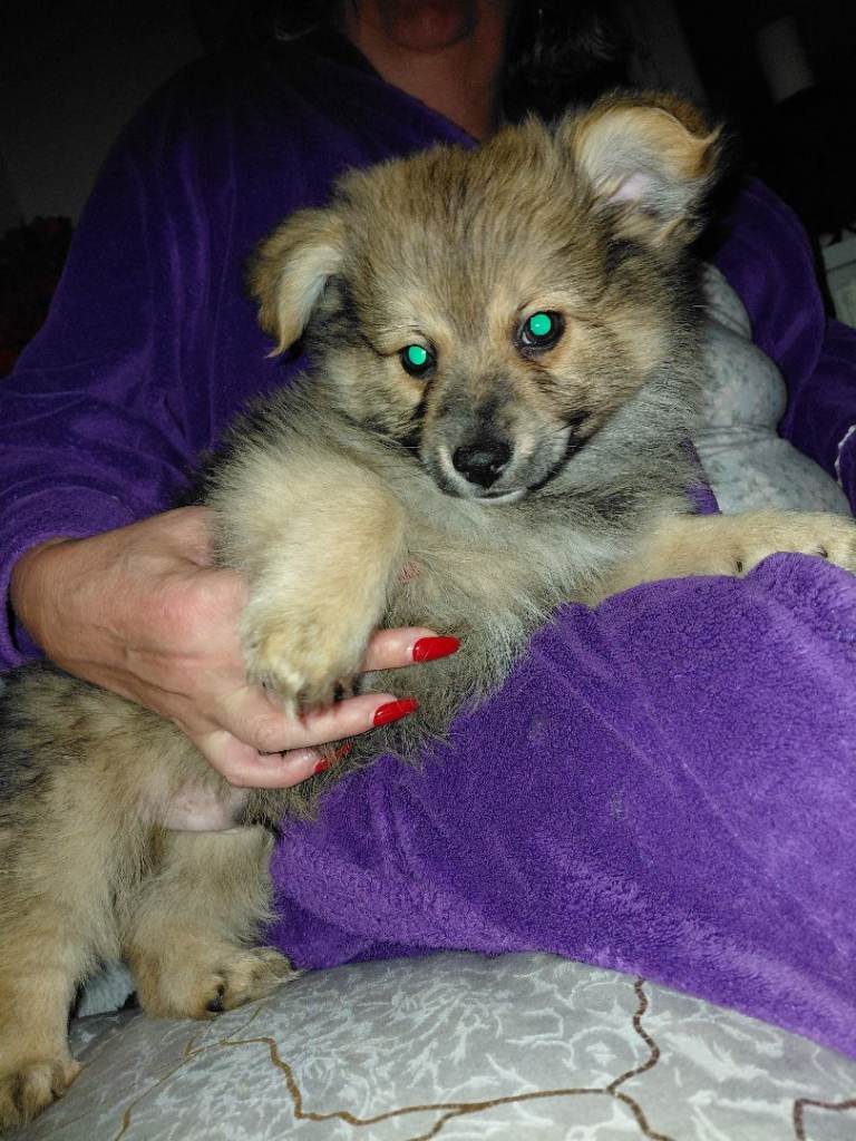 Yorkiepom, Pomerian/ yorkshire terrier puppies for sale