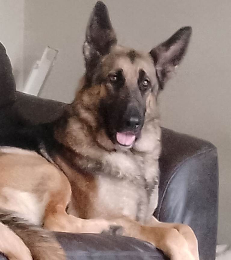 German shepherds 4yrs and 6yrs 