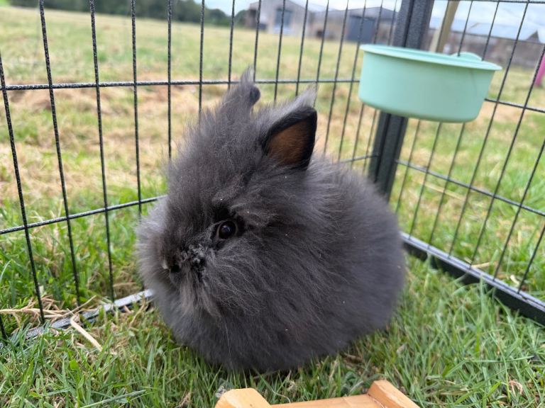 Double maned Lionhead rabbits