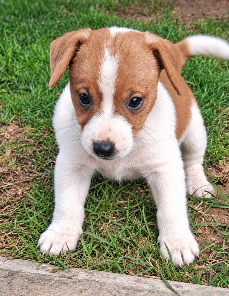 True to type jack Russell puppies