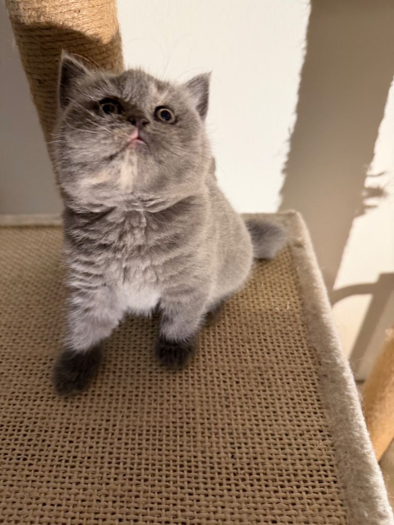 British shorthair kittens 