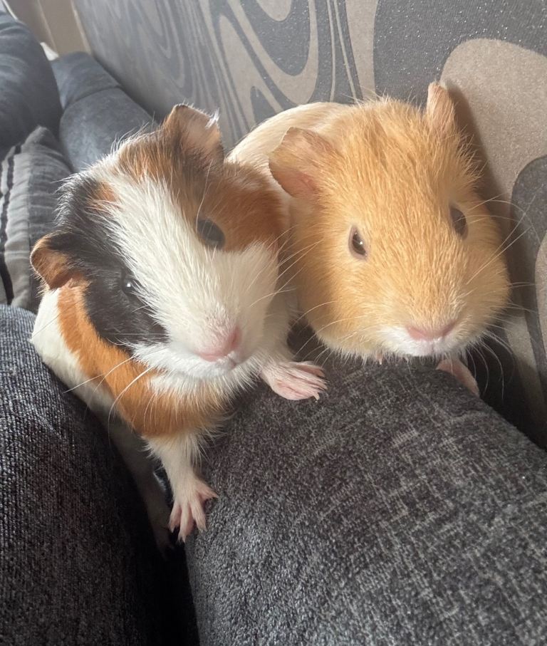 Reserved 2 Guinea pigs 