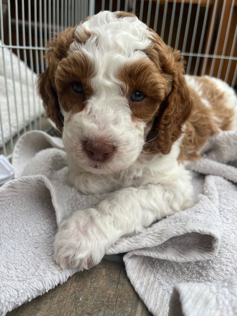 🔥 F1b Cockapoo Puppies – Parti Colours – Ready Mid-May – Health Checked & Family Raised