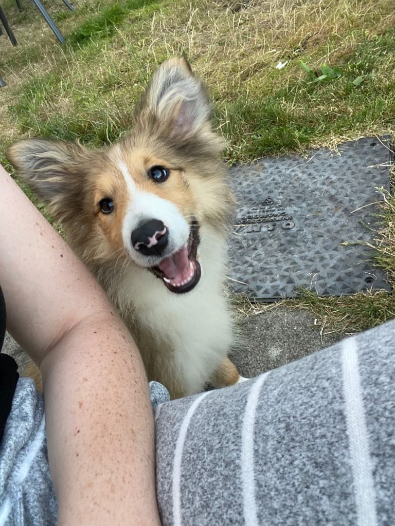 Puppy 