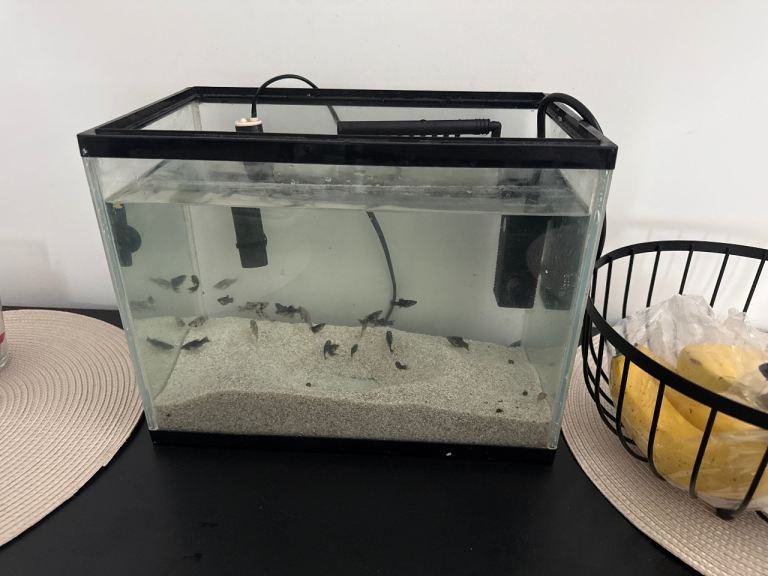 Full fish tank setup with 22 mollies 