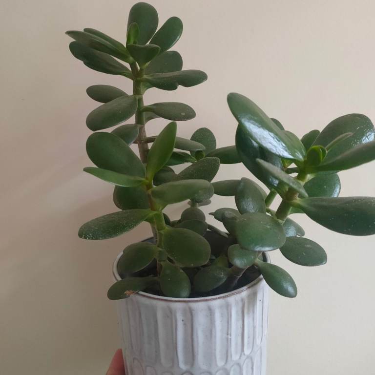 Jade money plant tree