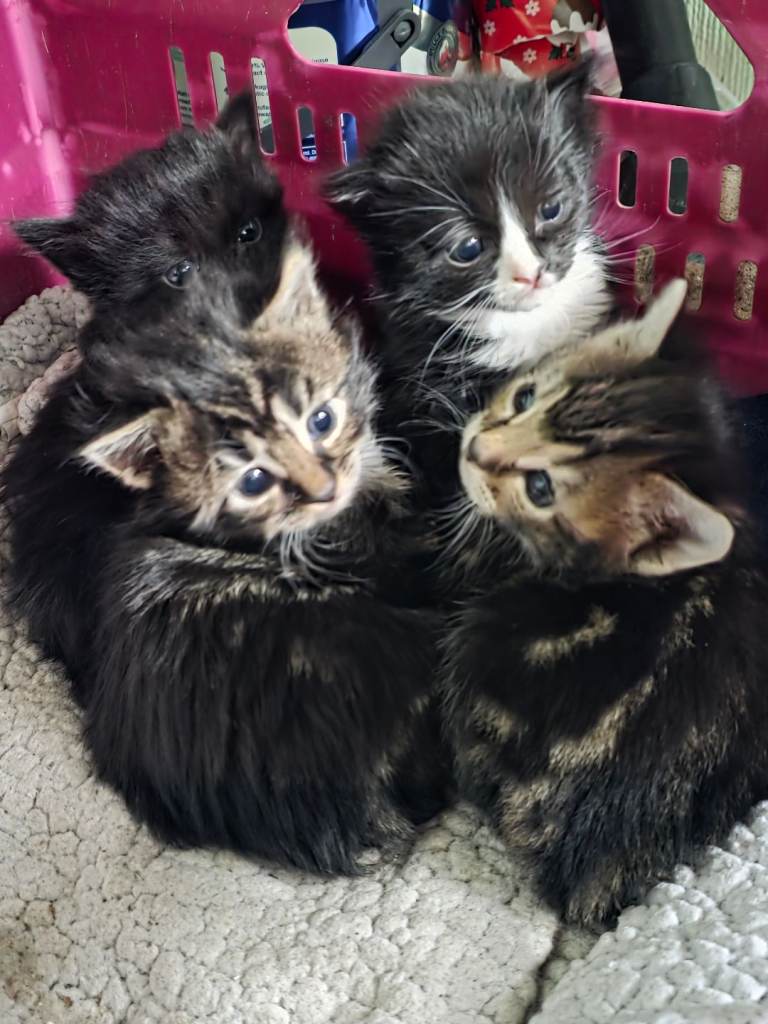 Kitten for sale 
