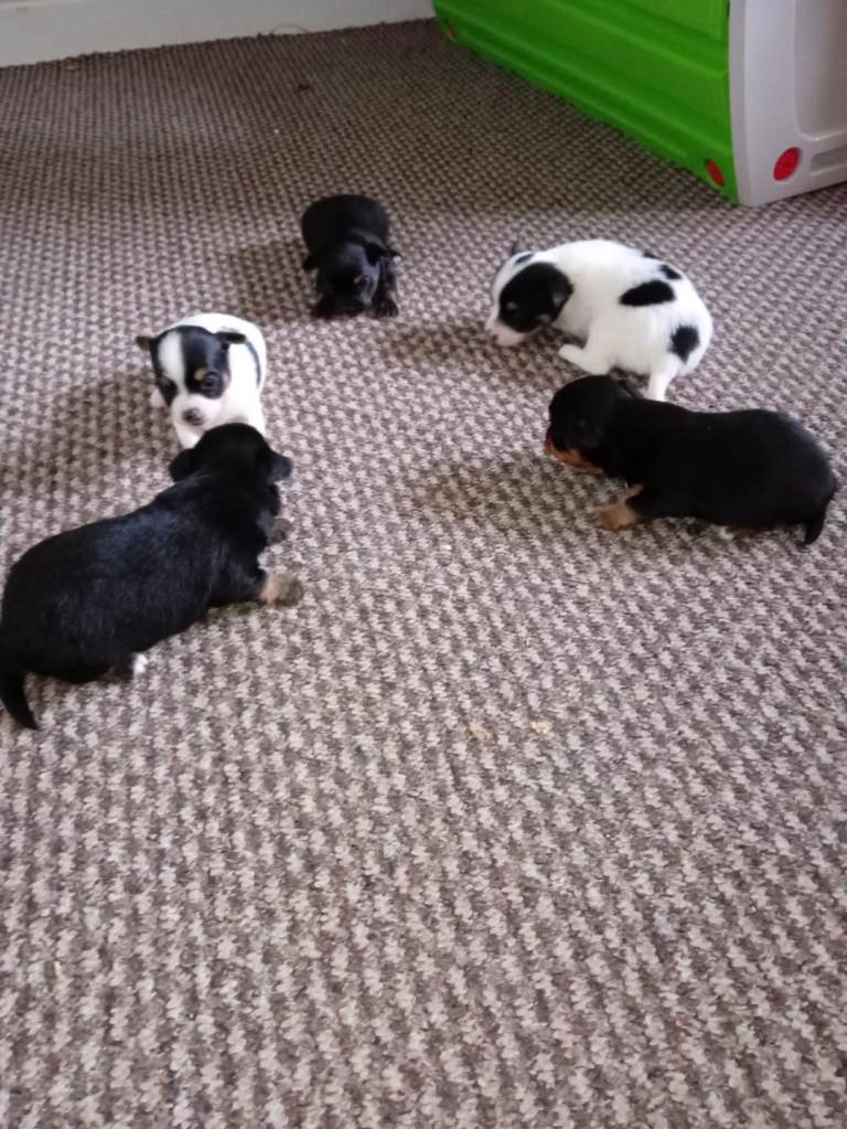 4 minature  chihuahua pups forsale
