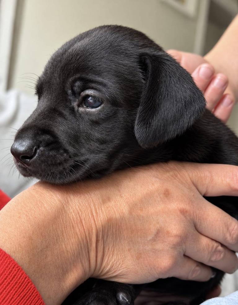 Labrador / Weimaraner 