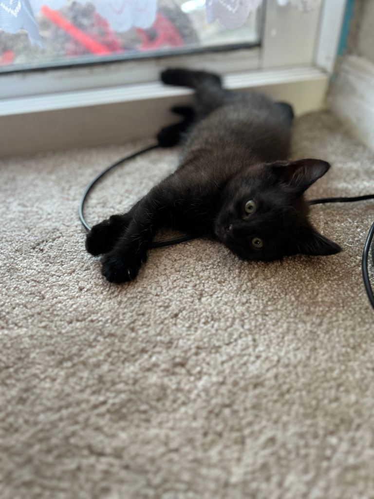 Beautiful male kitten for sale! 