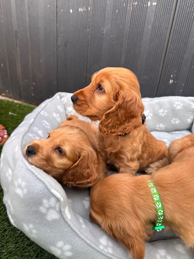Cocker spaniel puppies 