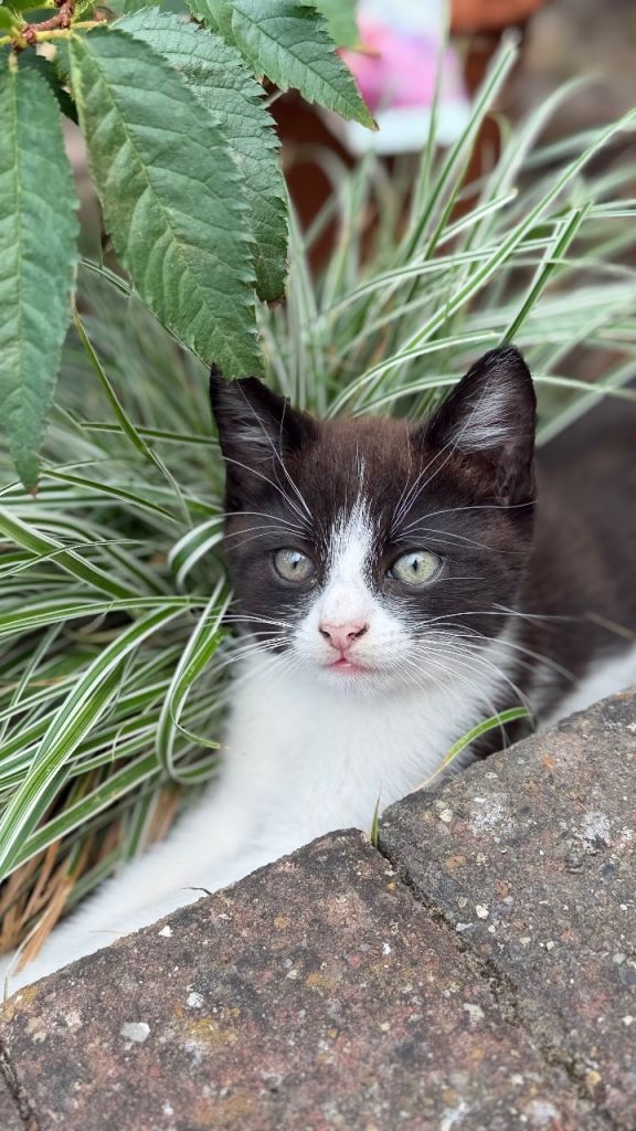 1 kitten left