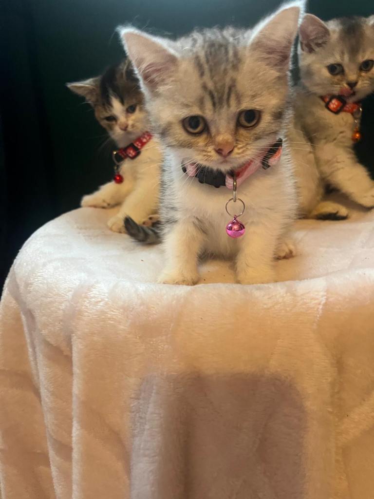 Four cutest kittens 3 girls and 1 boy