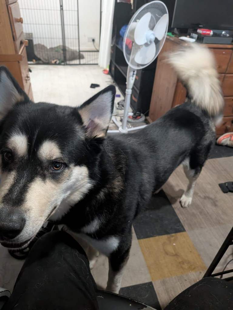 Husky cross german shepard, gershepski