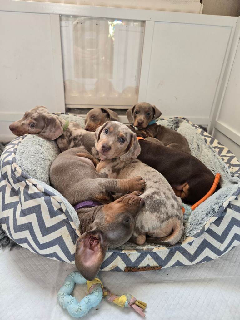 Miniature Dachshund puppies ready 1st January 