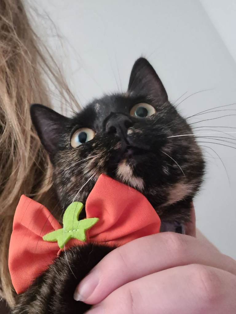 Lovely young female cat looking for DOG FREE home