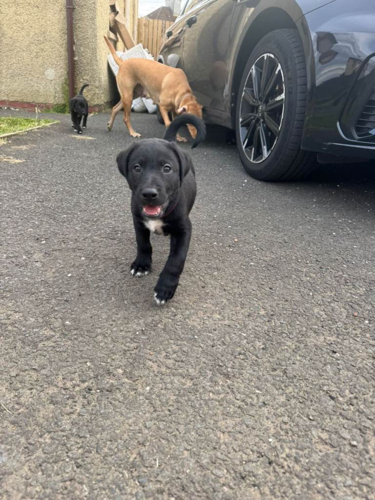 4 beautiful borador girls looking for forever homess